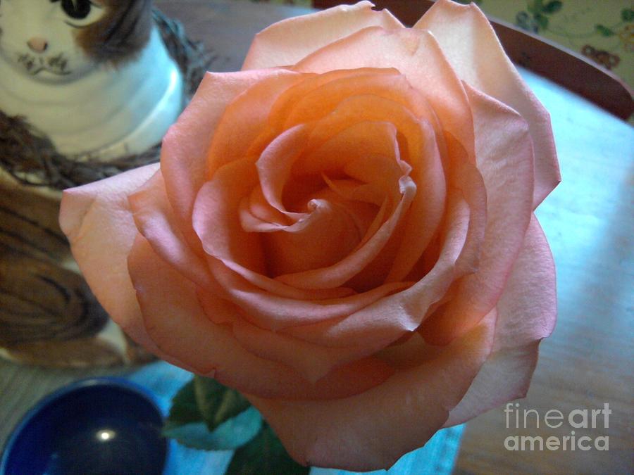 Blushing Rose Photograph by Melanie Mason - Fine Art America