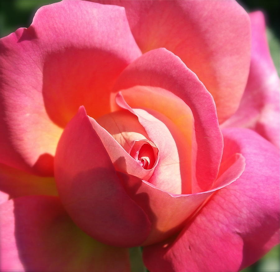 Blushing Rose Photograph by Michele Myers