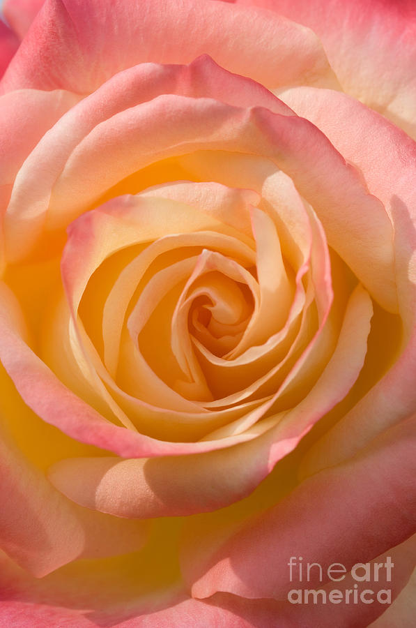 Blushing Rose Photograph by Sarah Schroder