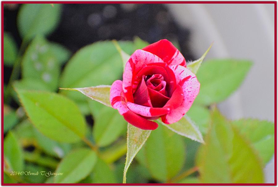 Blushing Rose Photograph by Sonali Gangane