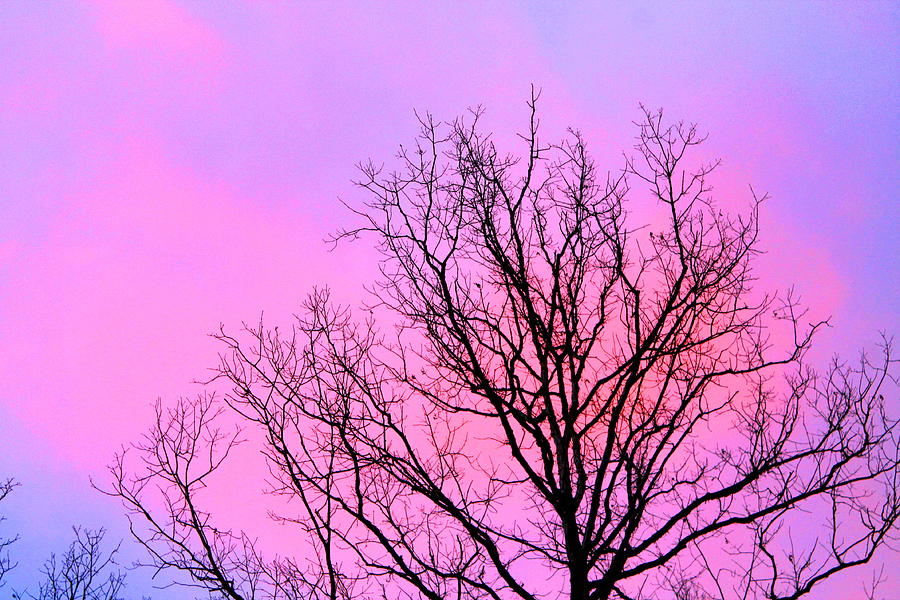 Trees Photograph - Blushing Sky by Candice Trimble Trees Photograph - Blushing Sky by Candice Trimble