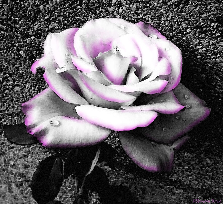 Blushing White Rose Photograph by Shawna Rowe