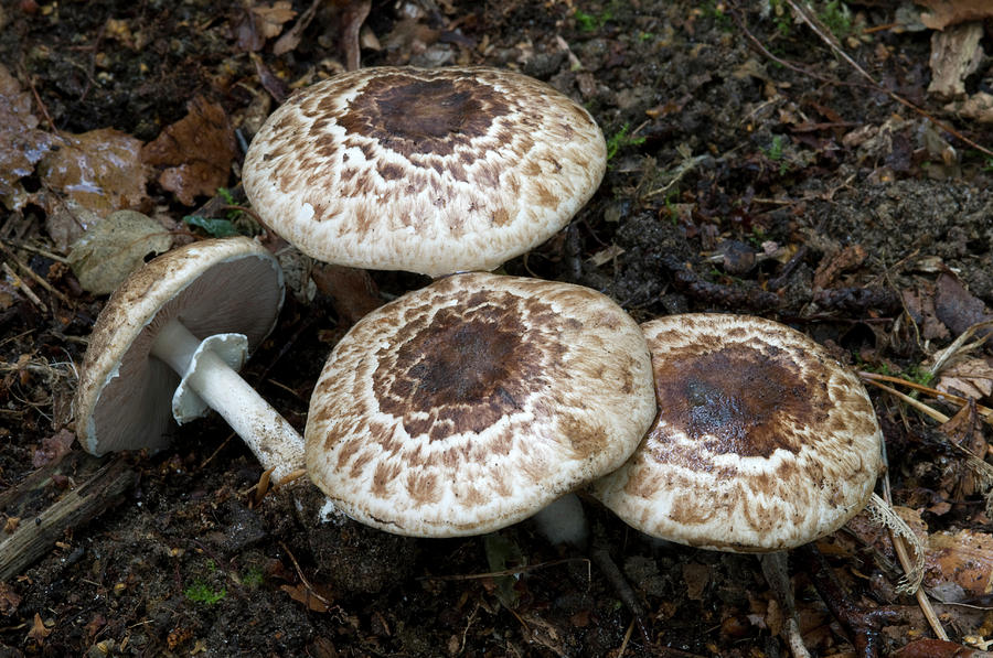 Mushroom Photograph - Blushing Wood Mushroom by Nigel Downer