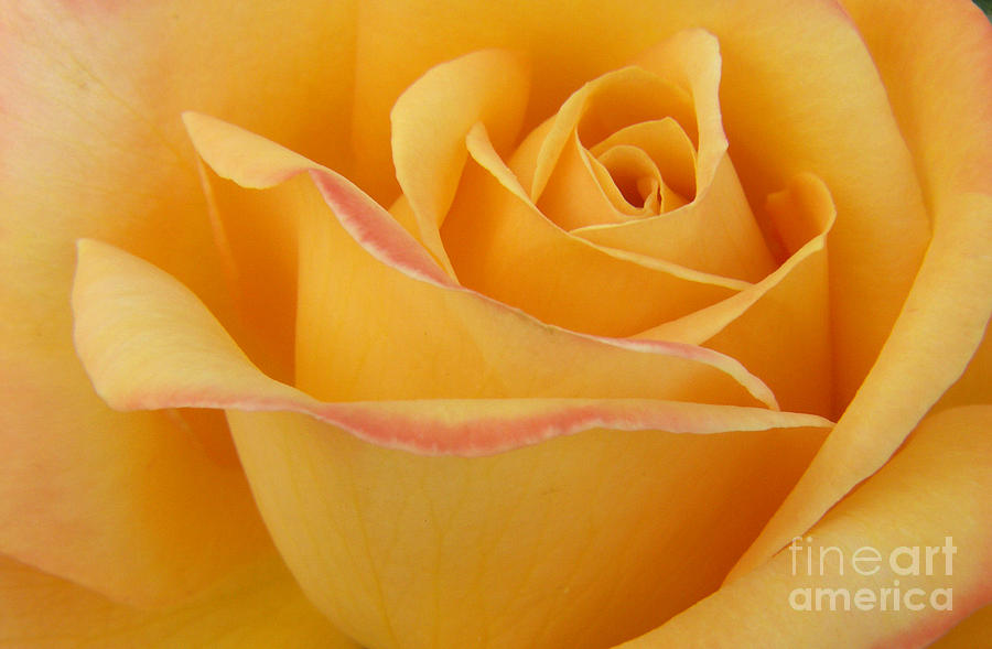 Blushing Yellow Rose Photograph by Jackie Farnsworth