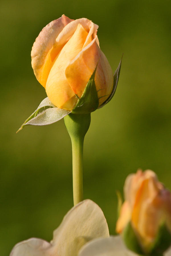 Blushing Yellow Rose Photograph by Theo OConnor