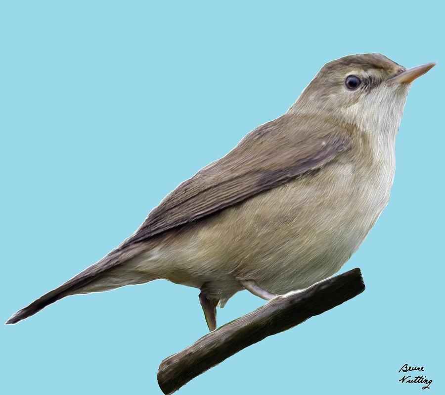 Blyths Reed Warbler  Painting by Bruce Nutting