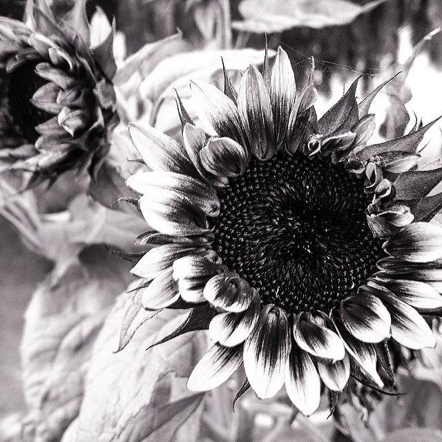 Sunflower Photograph - #bnwnature #bnw_california by Jim Neeley
