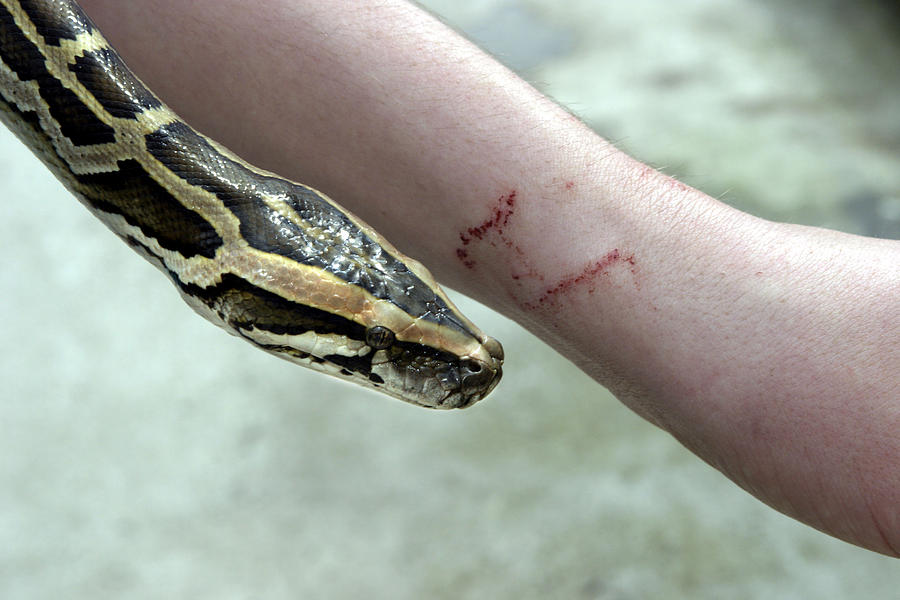 Boa Constrictor Bite Photograph by M. Watson
