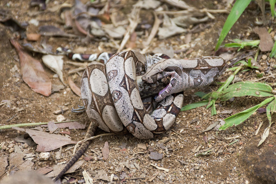 Reptile Photograph - Boa Constrictor Boa Constrictor Feeding by Vitor Marigo