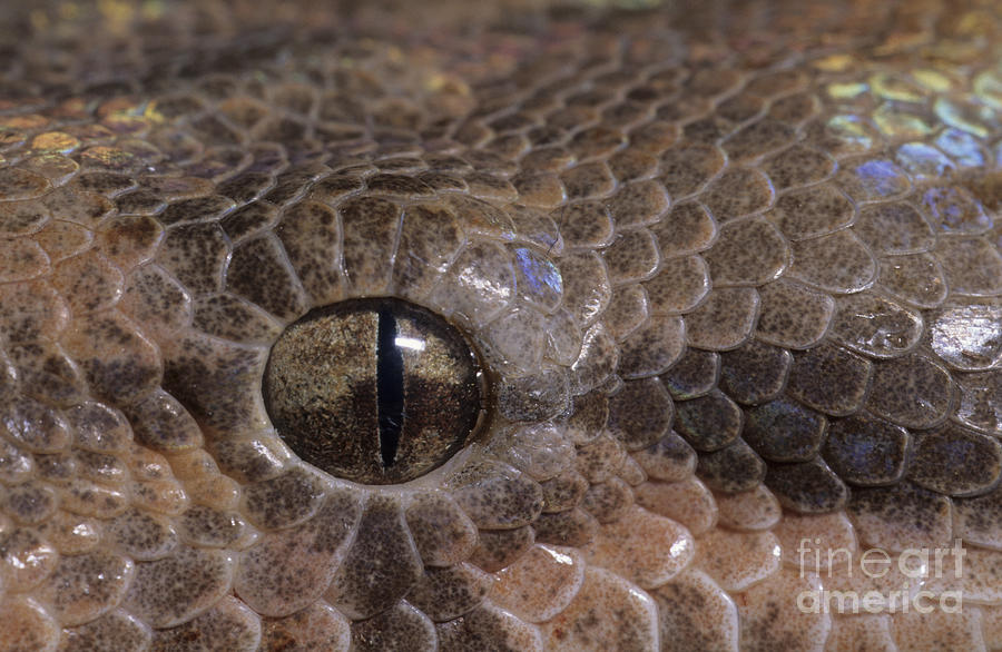 Snake Photograph - Boa Constrictor by Chris Mattison FLPA 