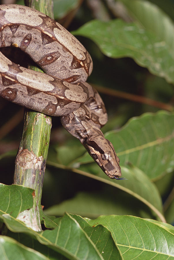 Boa Constrictor Coiled South America Photograph by Gerry Ellis