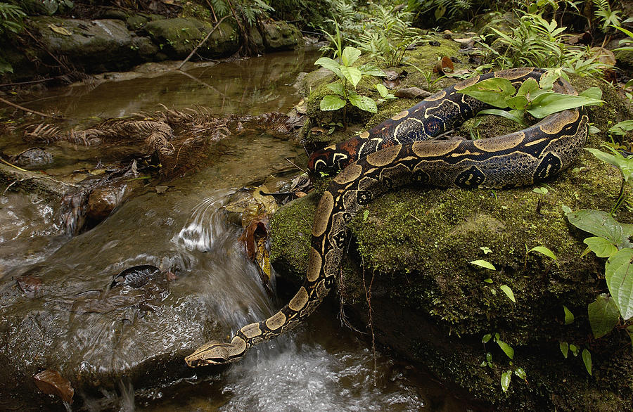 Boa Constrictor Crossing Stream Photograph by Pete Oxford
