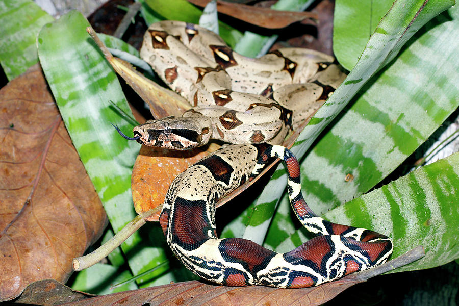Boa Constrictor Photograph - Boa Constrictor by Dr Morley Read/science Photo Library