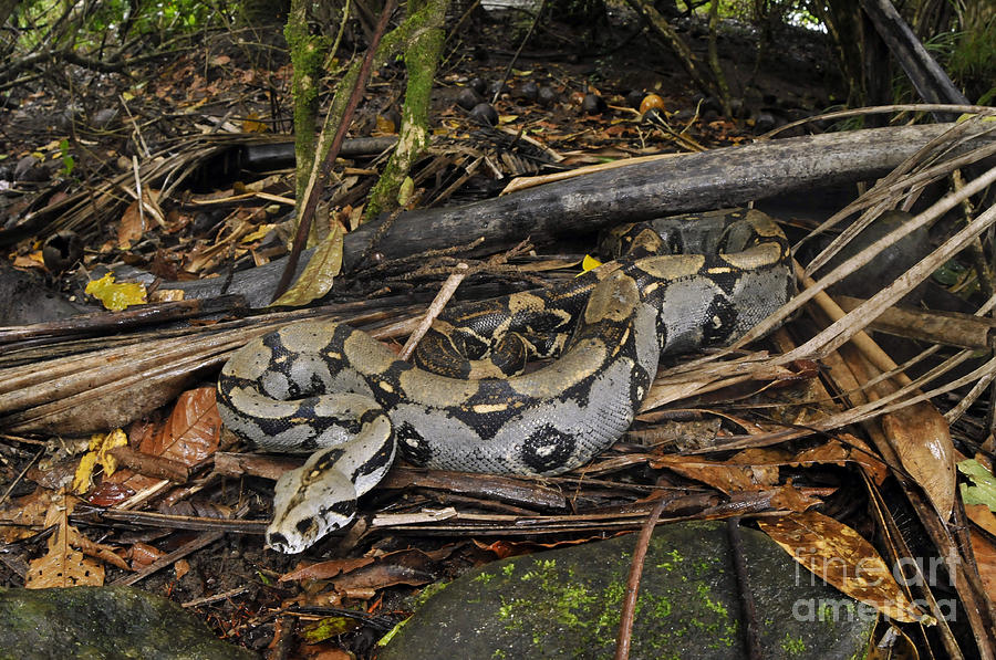 Nature Photograph - Boa Constrictor by Francesco Tomasinelli