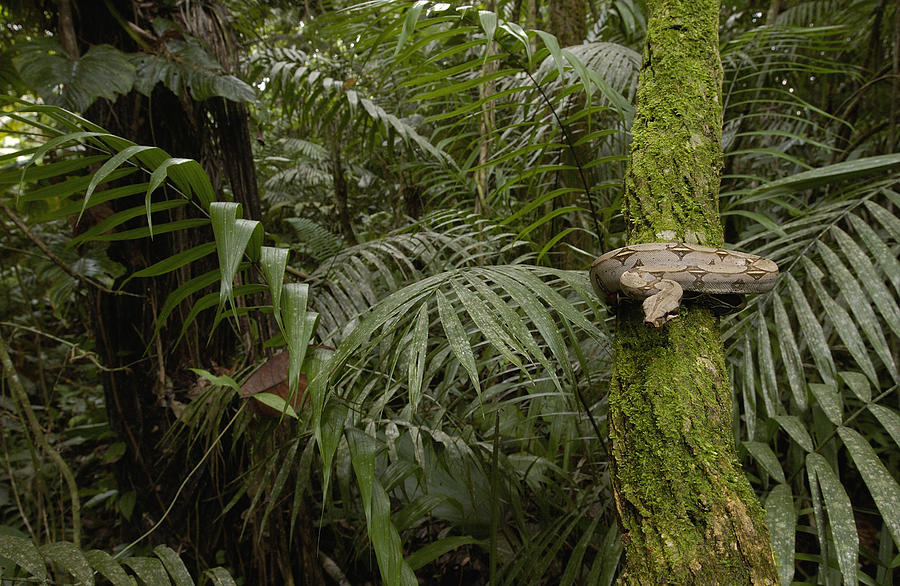 Boa Constrictor In The Rainforest Photograph by Pete Oxford