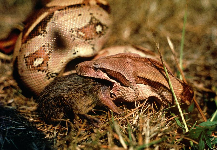 Boa Constrictor Photograph - Boa Constrictor Swallowing Rat by Dr Morley Read/science Photo Library