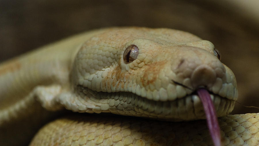 Boa Constrictor - tongue flick Photograph by SAURAVphoto Online Store