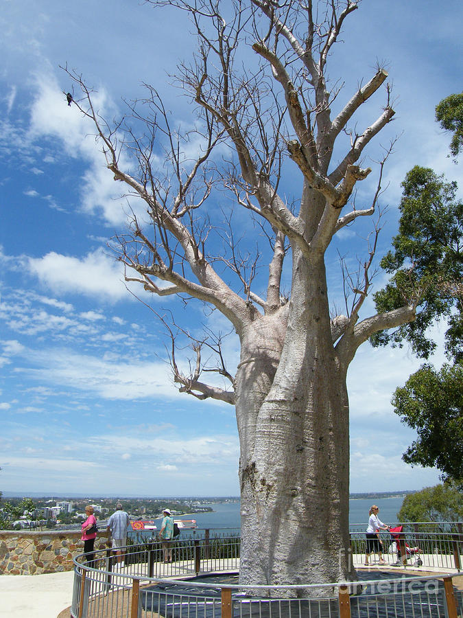 Boab Tree - Perth- Western Australia Photograph by Phil Banks