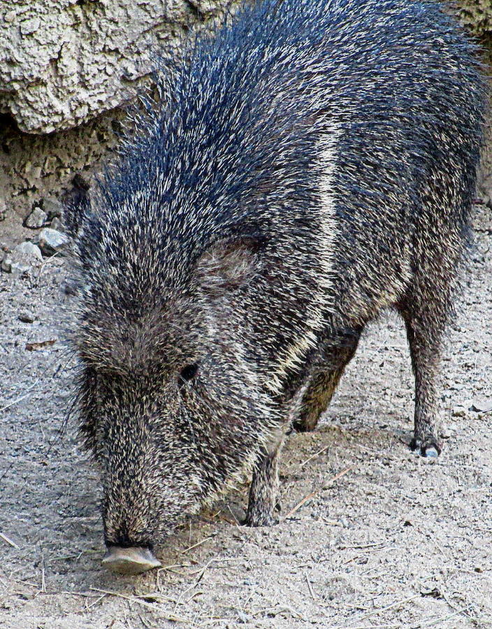 Animal Photograph - Boar by Randall Weidner