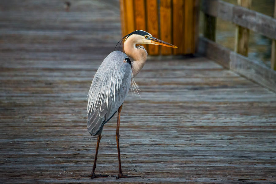 Boardwalk Blue Heron Photograph by Russ Burch
