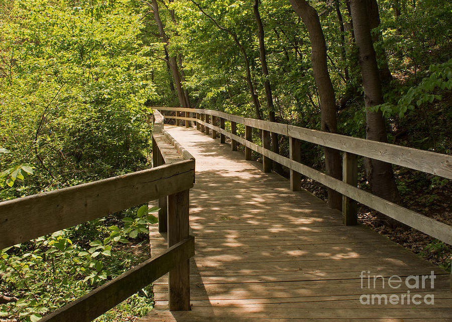 Boardwalk In Summer Woods Photograph by Barbara McMahon