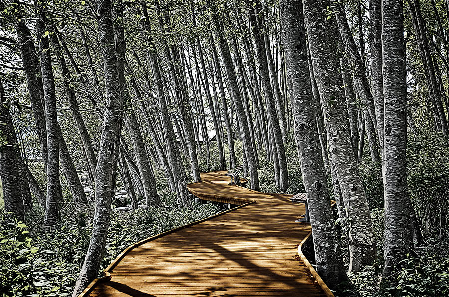 Boardwalk in the Woods by Richard Farrington Boardwalk in the Woods by Richard Farrington