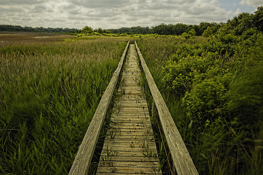 Boardwalk Into Nature Photograph by Jonathan Davison