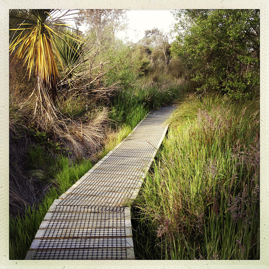 Nature Photograph - Boardwalk  by Les Cunliffe