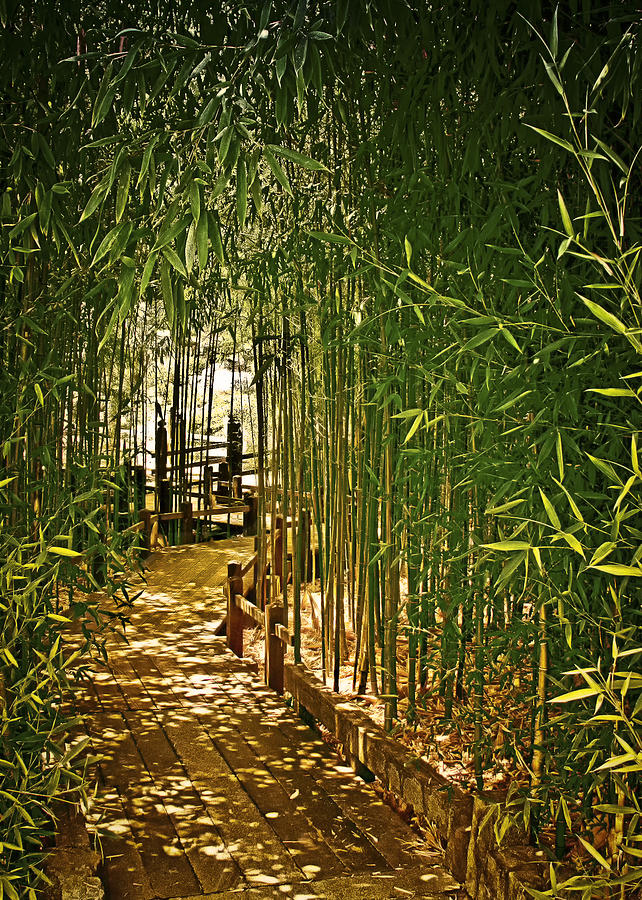 Boardwalk Through Bamboo Photograph by Joseph Hollingsworth