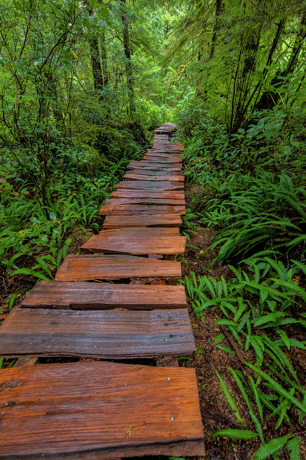 Boardwalk Through Old Growth Forest Photograph by Chuck Haney - Fine ...