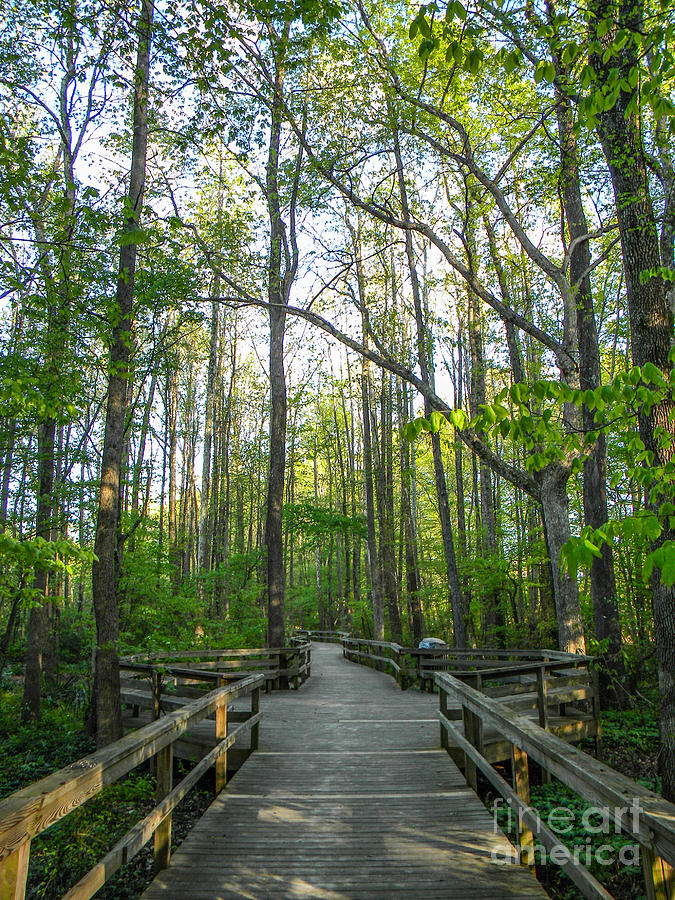 Boardwalk Through The Bog Photograph By Jaclyn Hughes Fine Art