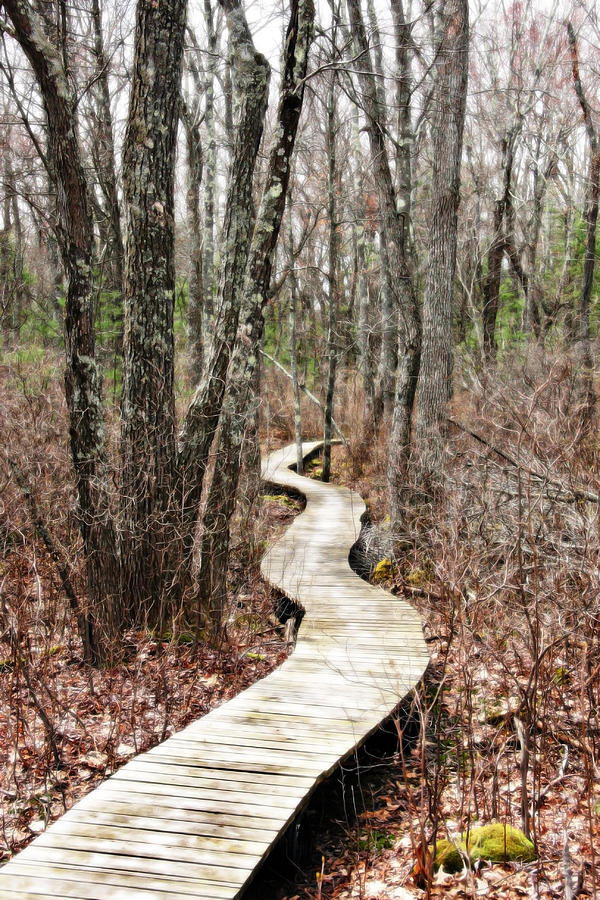 Nature Photograph - Boardwalk Through the Woods by Brooke T Ryan