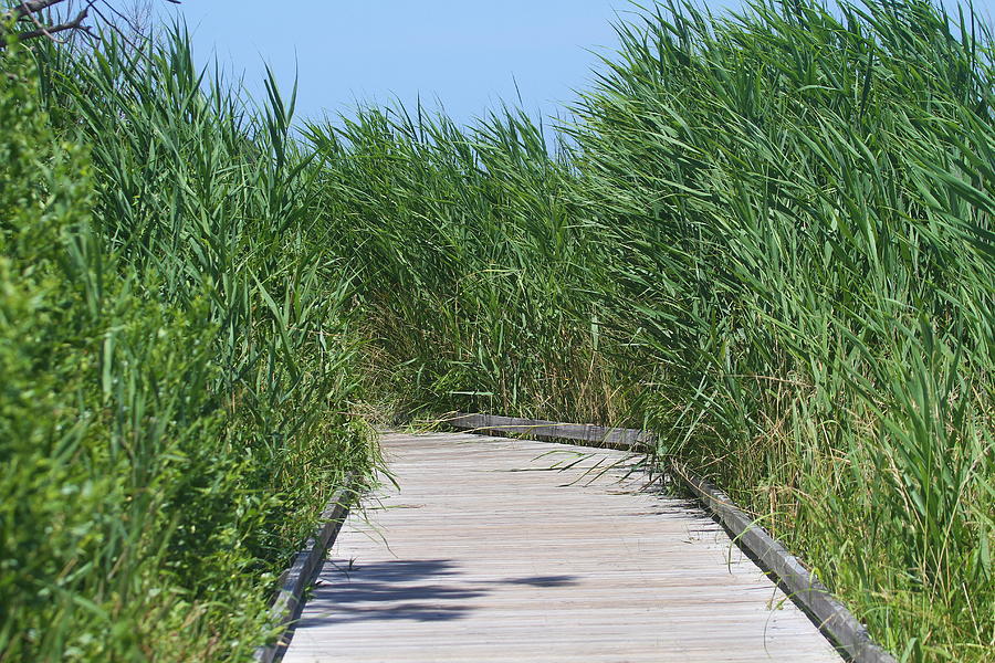 Nature Photograph - Boardwalk Thru The Tall Grass by Cathy Lindsey