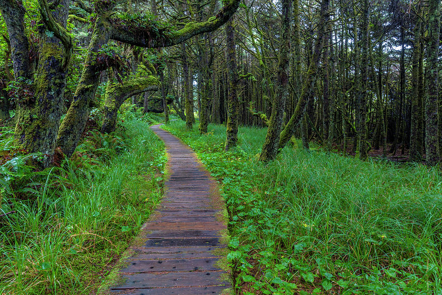 Boardwalk, Wild Pacific Trail, Pacific Photograph by Chuck Haney - Fine ...