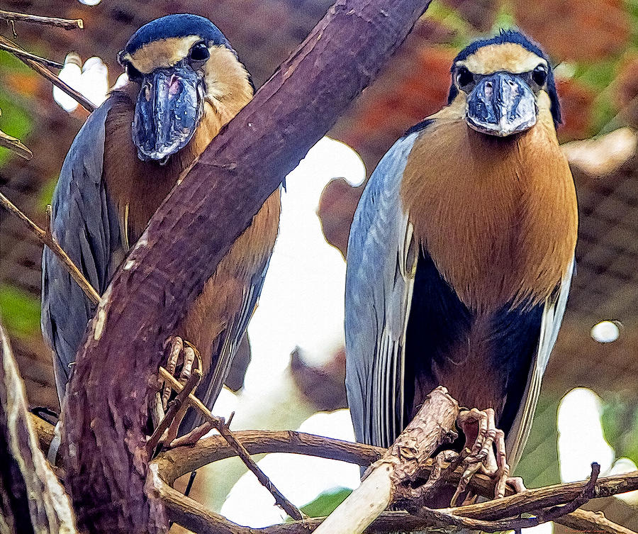 Boat-Billed Herons - Birds Of The South American Rainforests. Photograph by Constantine Gregory