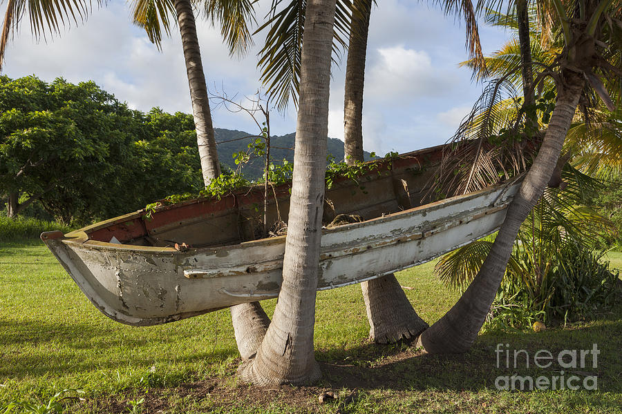 Boat In A Tree Puerto Rico Photograph by Bryan Mullennix