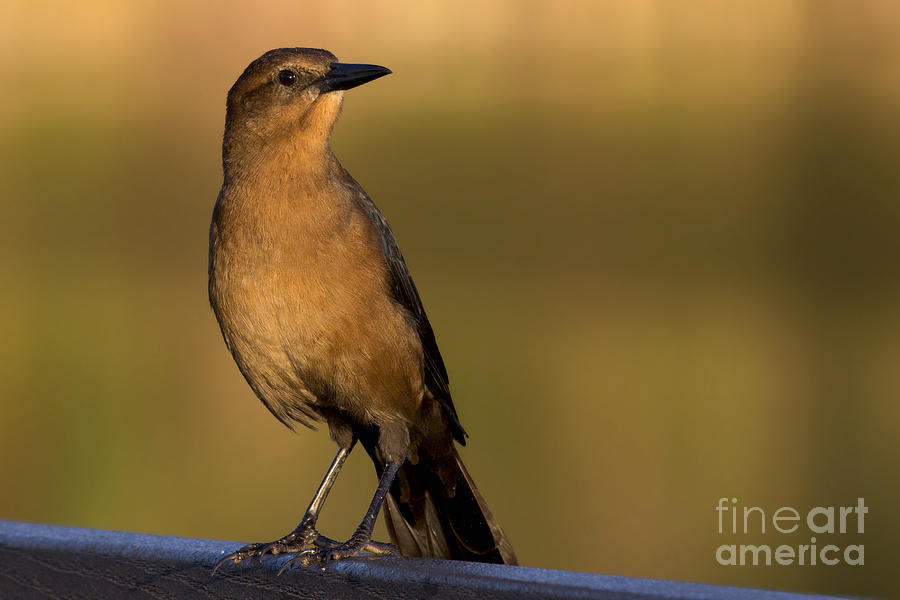 Boat tailed Grackle at Sunrise Photograph by Meg Rousher