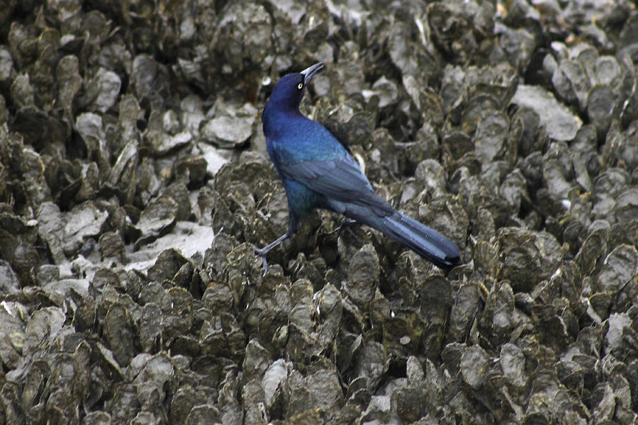 Boat-tailed Grackle Feeding Photograph by Jeanne Juhos