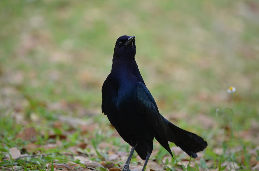 Boat-tailed Grackle Photograph by James Petersen