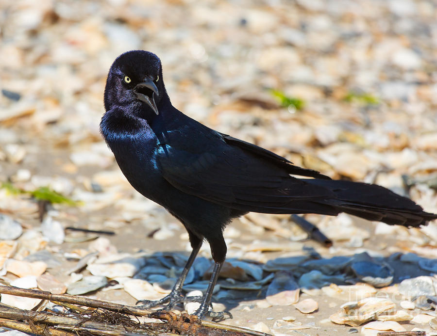 Boat-tailed Grackle Photograph by Louise Heusinkveld