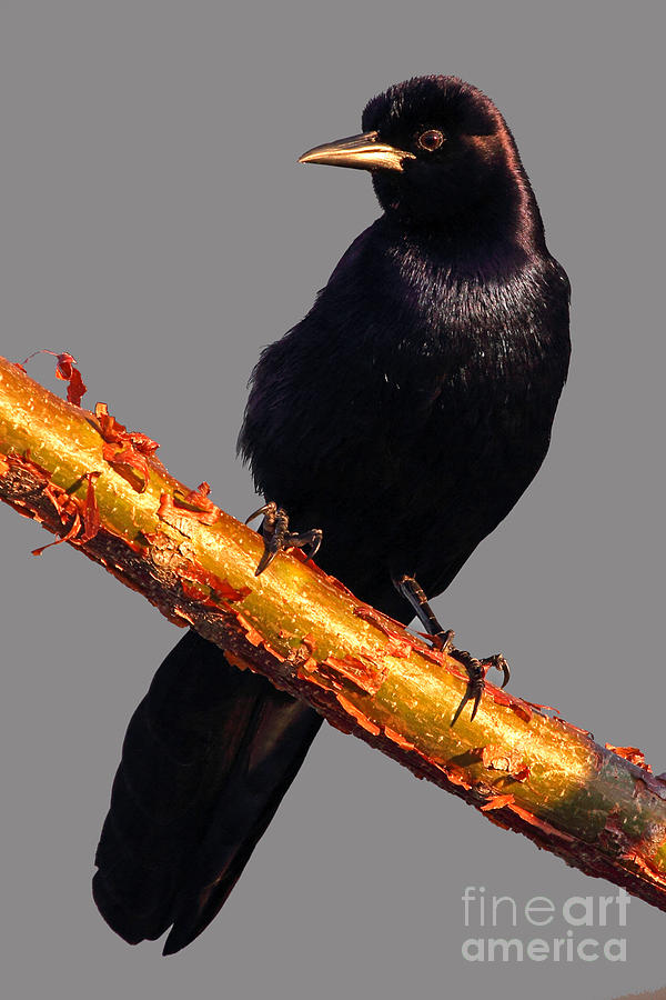 Boat-tailed Grackle Photograph by Meg Rousher