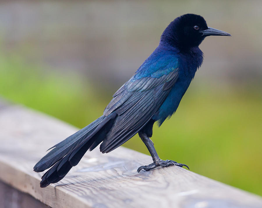 Boat-tailed Grackle Photograph by Melinda Fawver