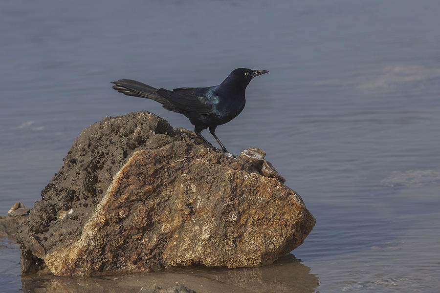 Boat Tailed Grackle Photograph by Steve Gravano