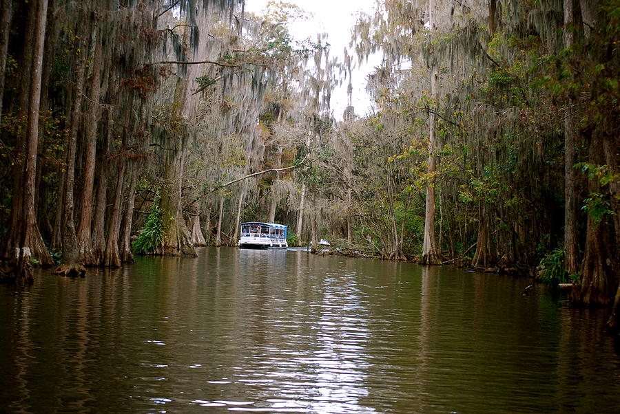 Boat Photograph - Boat gliding Dora Canal Tavares Florida by Cyndi Lenz