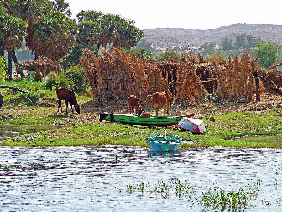 Boats and Animals along the Nile River between Edfu and Kom Ombu-Egypt  Photograph by Ruth Hager - Fine Art America