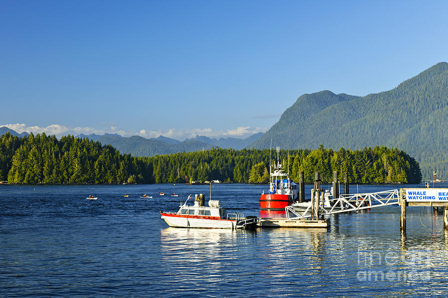 Boats at dock in Tofino Photograph by Elena Elisseeva