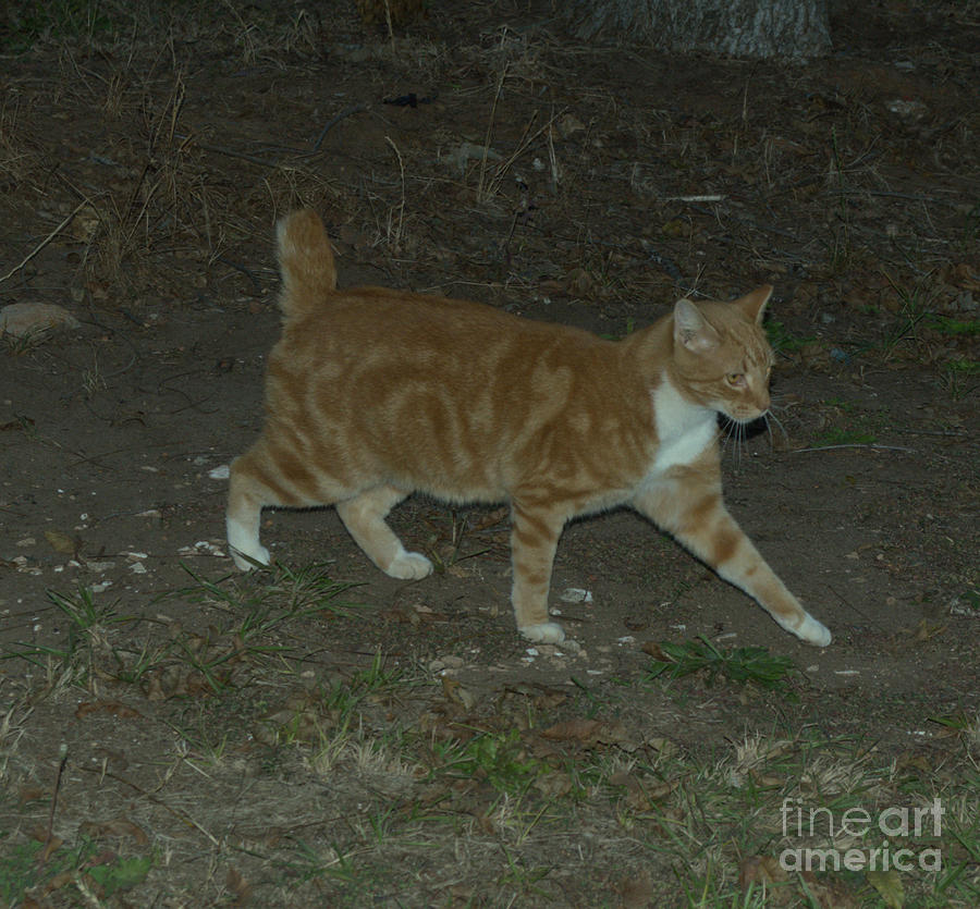 Cat Photograph - Bob-tail Cat by Donna Brown