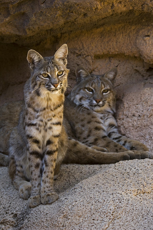 Bobcat Pair Photograph by Arterra Picture Library
