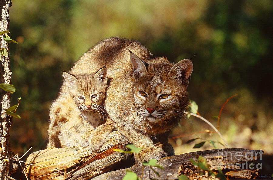 Bobcat And Young, Montana Photograph by Art Wolfe