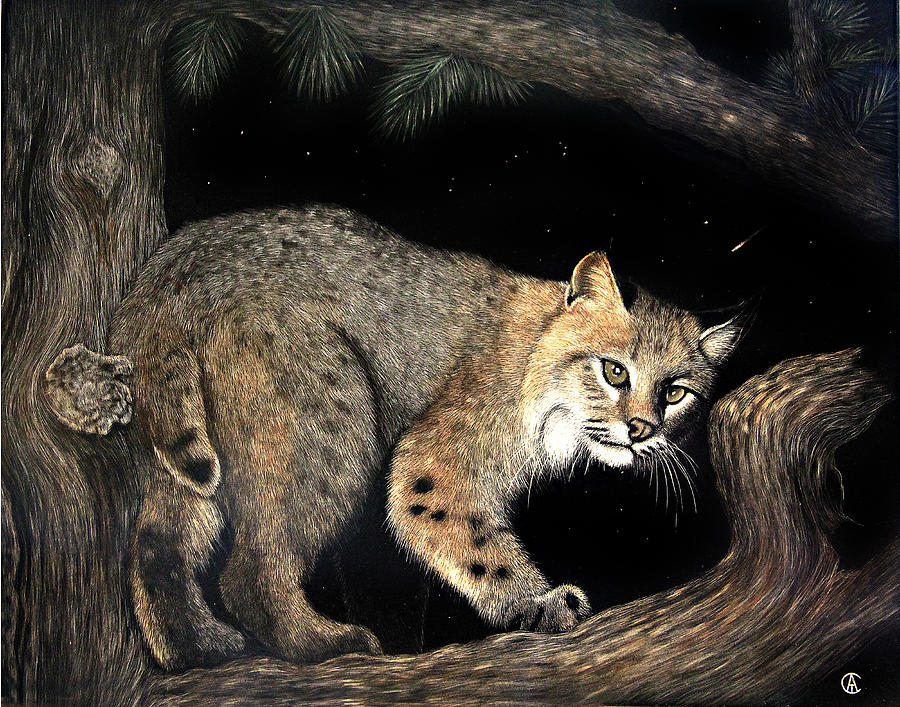 Bobcat Painting by Angie Cockle